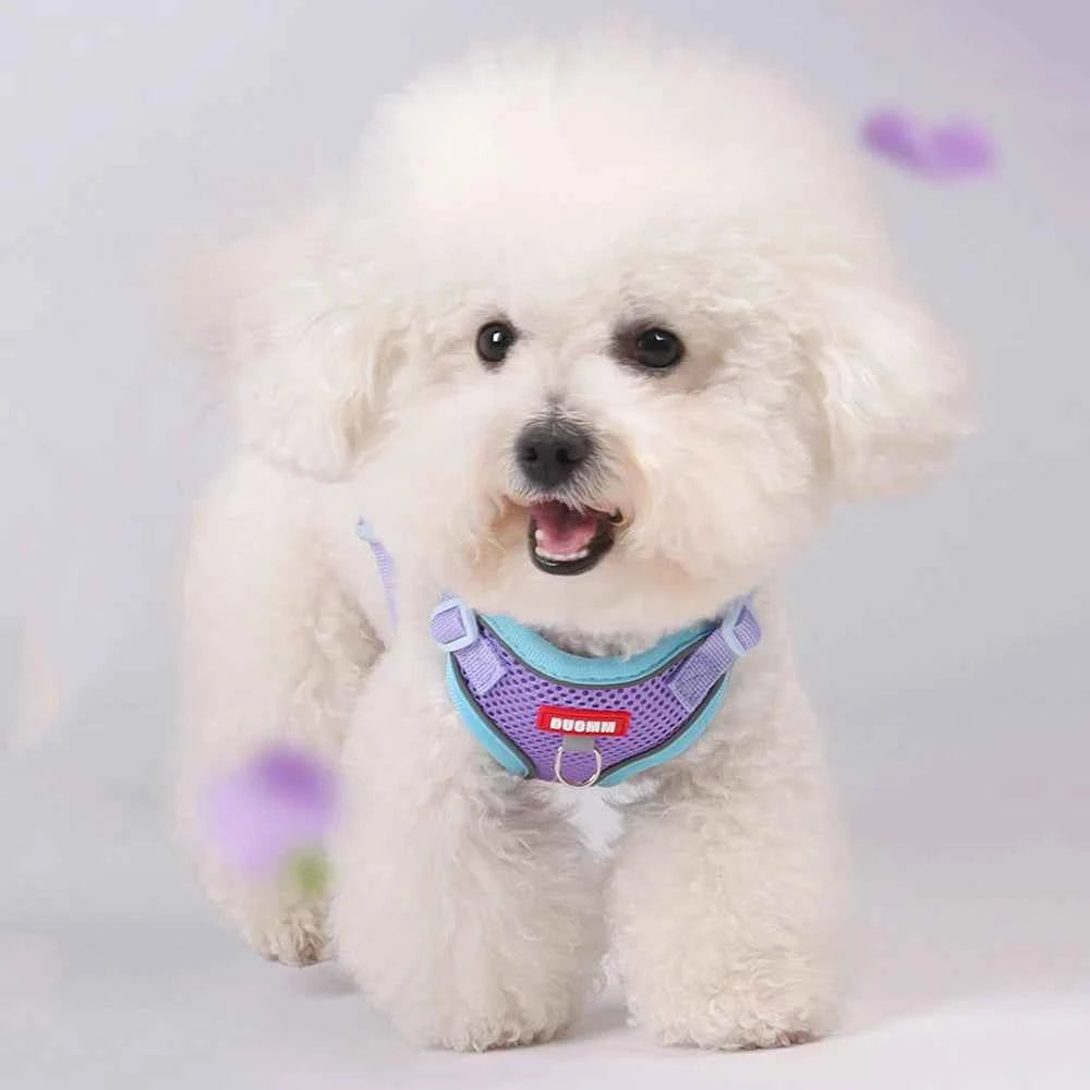 Pet Harness and Leash Set for  Small Dogs