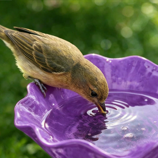 Outdoor Bird Bath/Feeder - Purpleobsessions